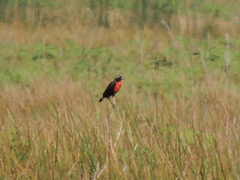 Leistes superciliaris