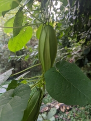 Gonolobus suberosus