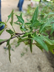 Berberis trifoliolata