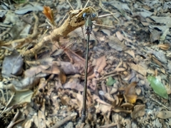Lestidae