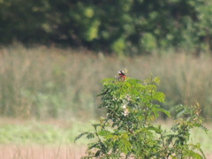 Leistes superciliaris