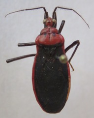 Reduviidae