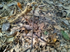 Lestidae