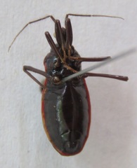 Reduviidae