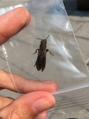 Platydracus maculosus