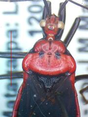 Reduviidae