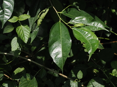 Ficus ampelos