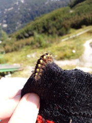 Acronicta euphorbiae