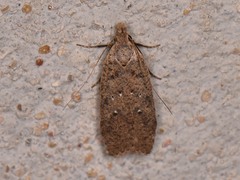 Dichomeris ventrellus