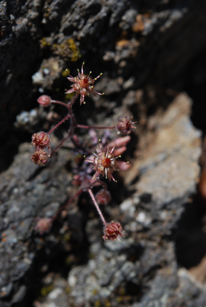 Monanthes brachycaulos