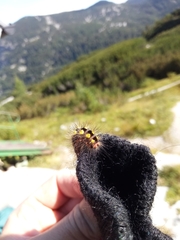 Acronicta euphorbiae