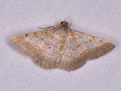 Frederickia nigricomma
