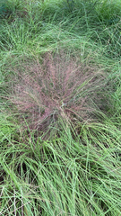 Eragrostis spectabilis