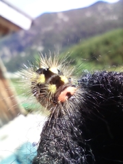 Acronicta euphorbiae