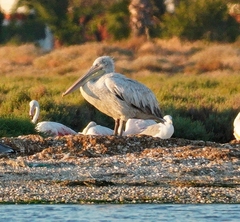 Pelecanus crispus