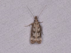Dichomeris inversella