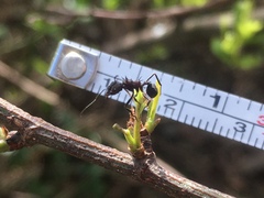 Acromyrmex