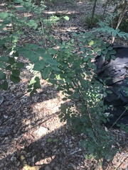 Styphnolobium affine