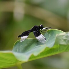 Neurothemis tullia