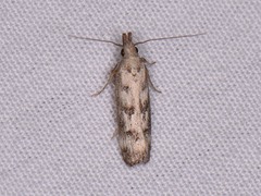 Dichomeris inversella