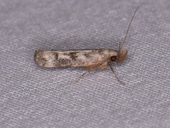 Dichomeris inversella