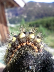 Acronicta euphorbiae