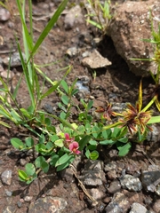 Alysicarpus tetragonolobus