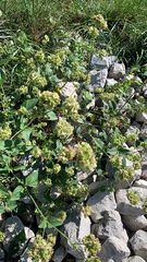 Mirabilis nyctaginea