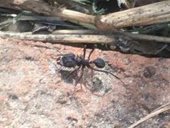 Acromyrmex
