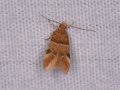 Theisoa constrictella