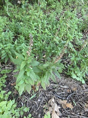 Teucrium