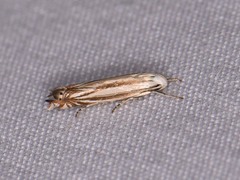 Polyhymno luteostrigella