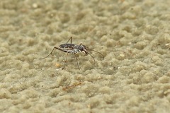 Ellipsoptera marginata
