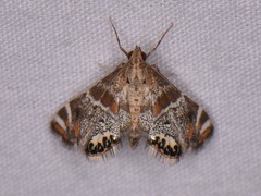 Petrophila jaliscalis