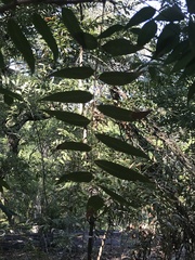 Sapindaceae