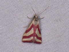 Microtheoris vibicalis