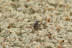 Ellipsoptera marginata