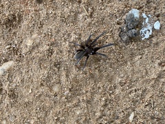 Kukulcania hibernalis