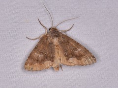 Eubolina impartialis