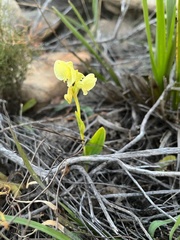 Pterygodium catholicum