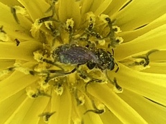 Halictus tripartitus