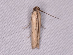 Elasmopalpus lignosella