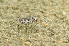 Ellipsoptera marginata
