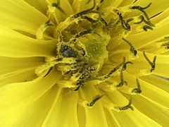 Halictus tripartitus