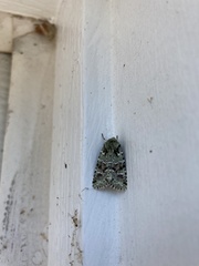 Lacinipolia implicata