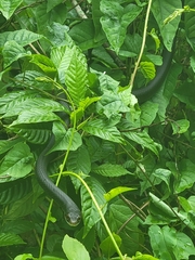 Coluber constrictor priapus