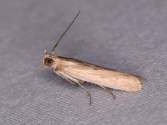 Elasmopalpus lignosella