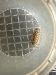 Armadillidium vulgare