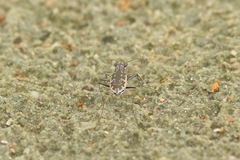 Ellipsoptera marginata