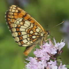 Melitaea athalia